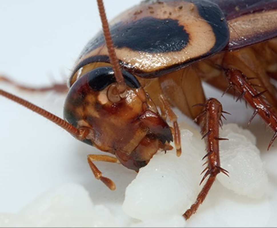 Кусают ли тараканы людей и как выглядит укус