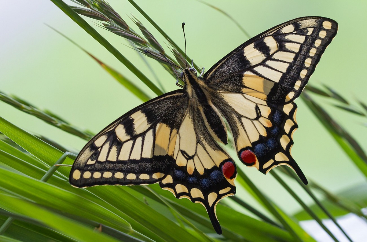 Махаон бабочка. образ жизни и среда обитания бабочки махаон
