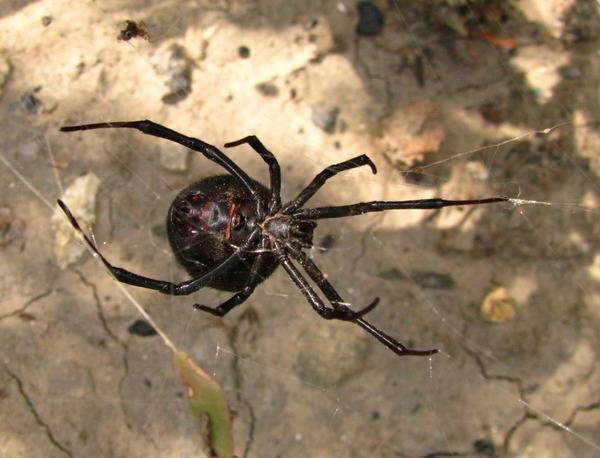 Топ 29 самых опасных пауков для человека | выживание в дикой природе
