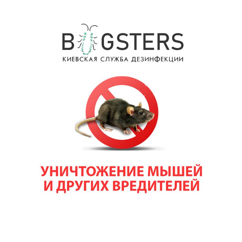 Уничтожение грызунов — дератизация крыс и мышей