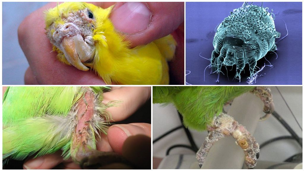Клещ у попугая лечение в домашних условиях | портал о народной медицине