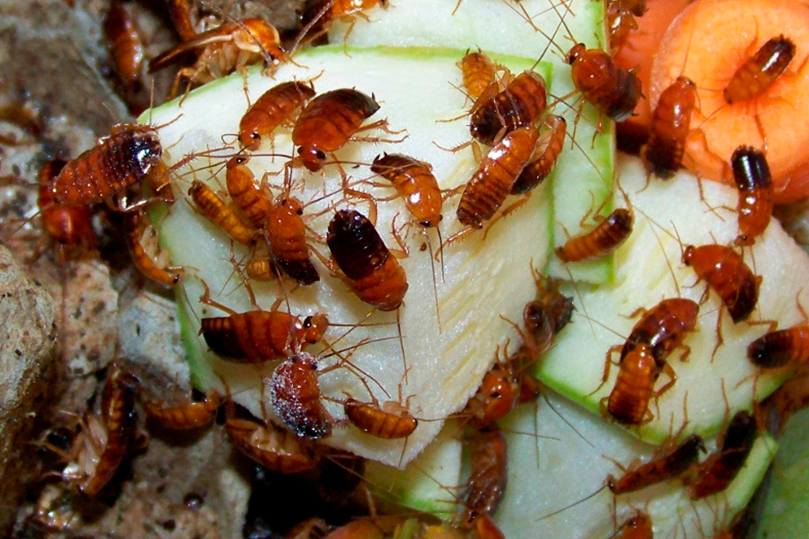 Сколько живут тараканы без еды и воды в квартире