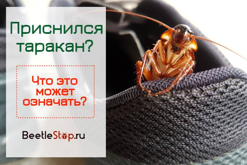 К чему снятся живые тараканы в квартире?