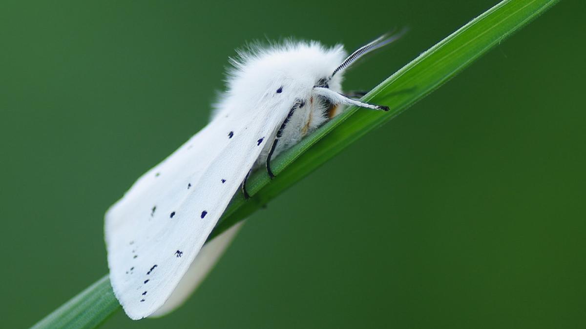 Белая американская бабочка: как бороться, народные средства от белой бабочки в саду