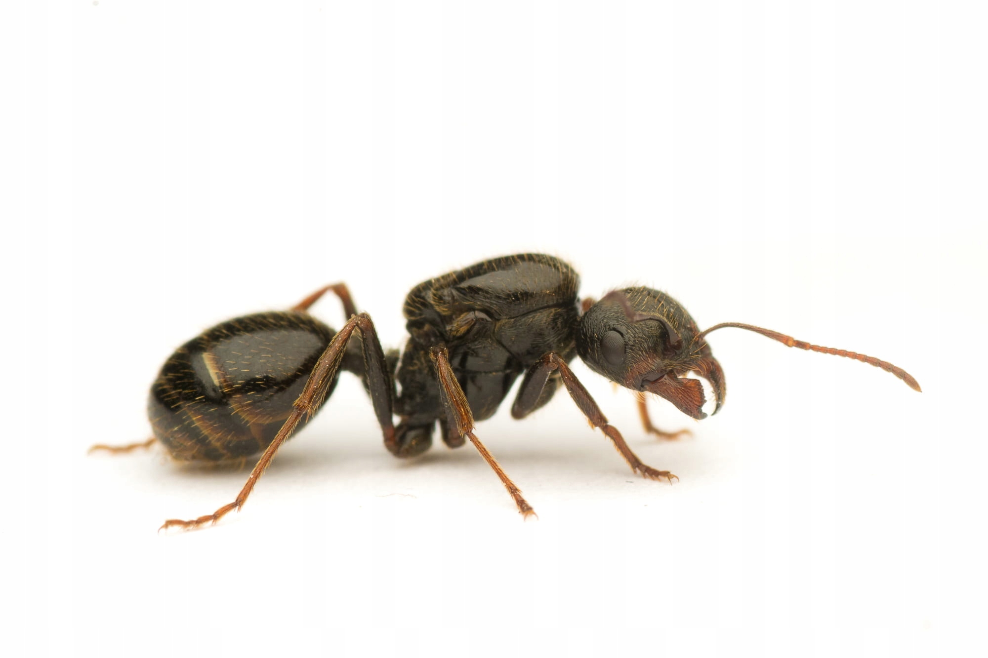 Муравьи » messor structor - степной муравей-жнец | antclub.ru | муравьи