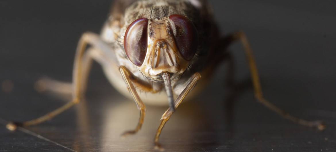 6 фактов о мухе цеце