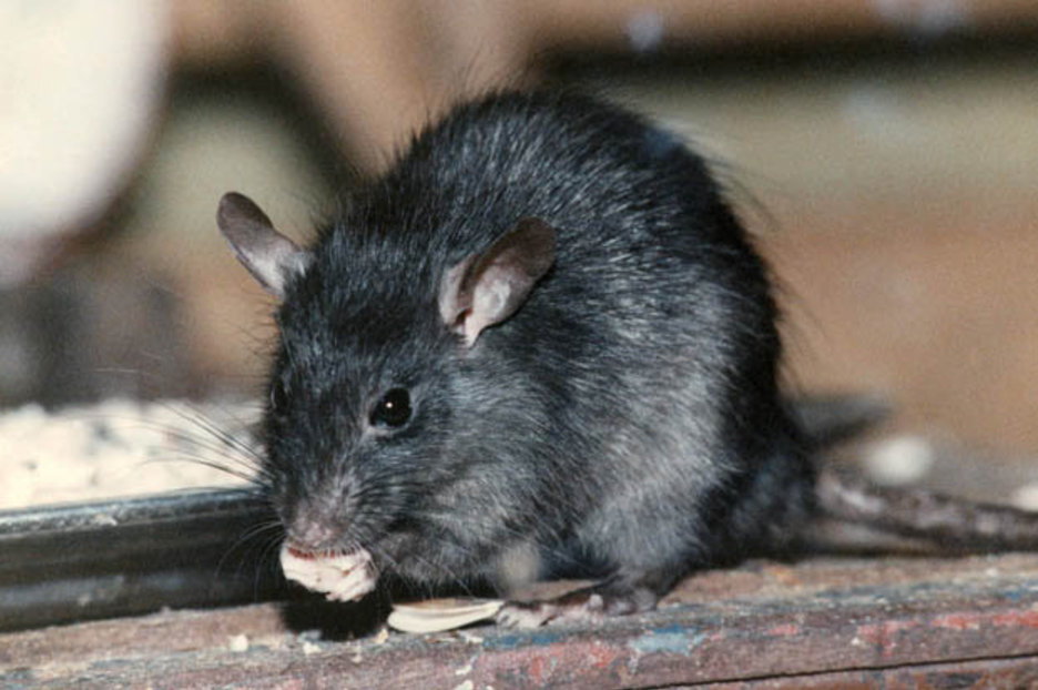Серые крысы - фото и описание