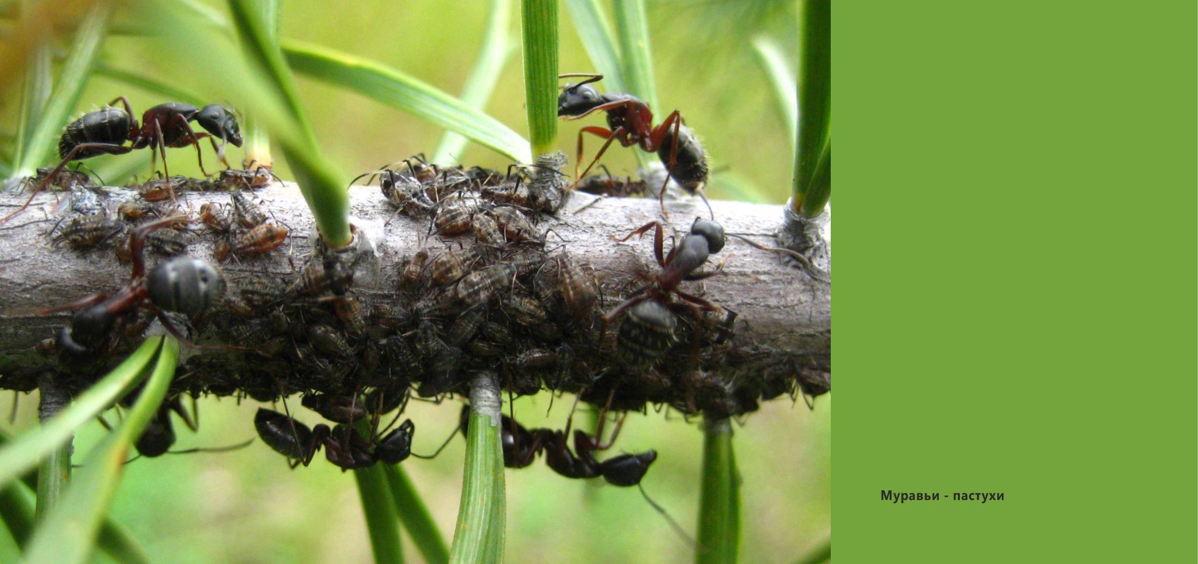 Мелкие черные муравьи в квартире — как от них избавиться?