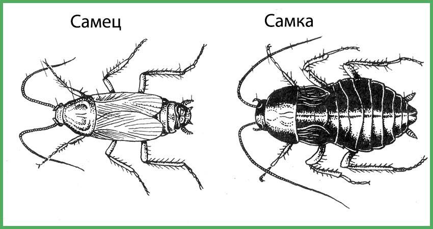 Как размножаются домашние тараканы