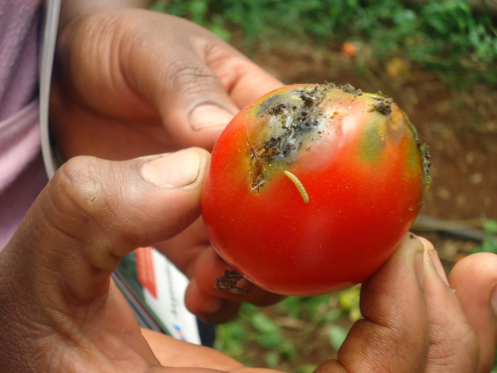 2 меры для борьбы с томатной молью (южноамериканская)