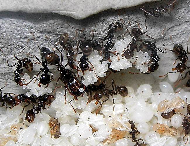 Что делают муравьи зимой