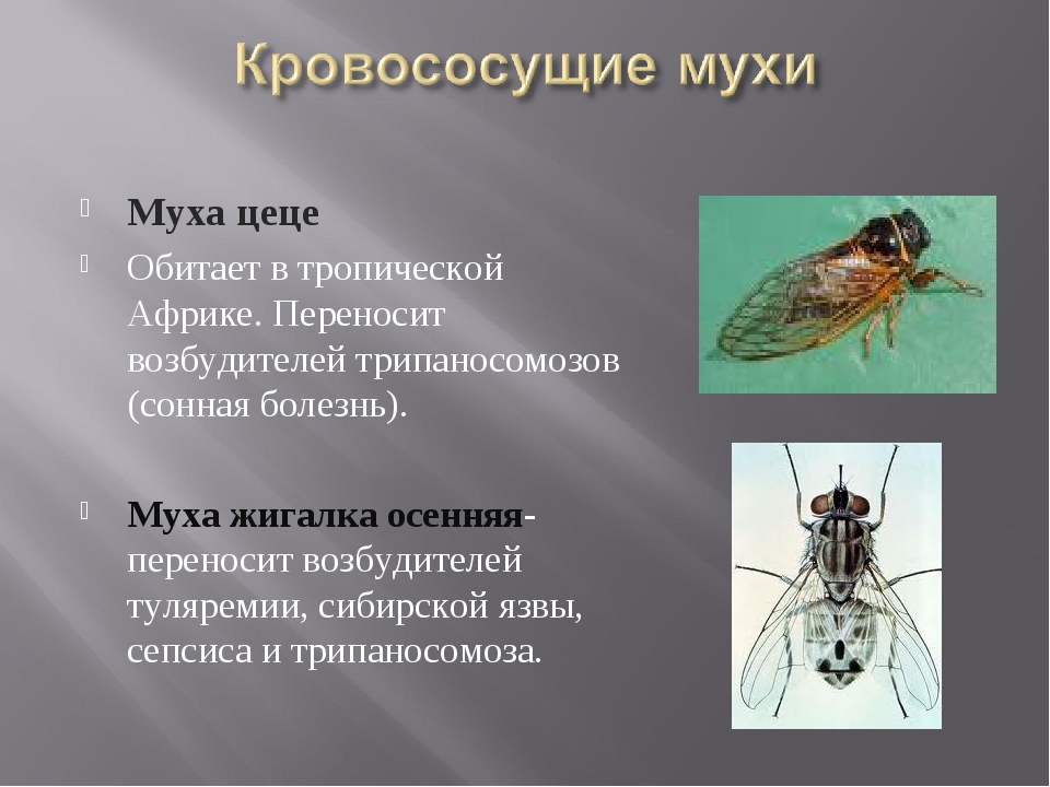 Самая большая муха в мире: краткая характеристика и фото