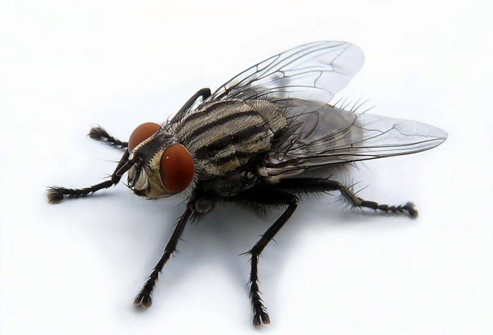 Почему мухи садятся на людей: причиниы назойливости и опасность