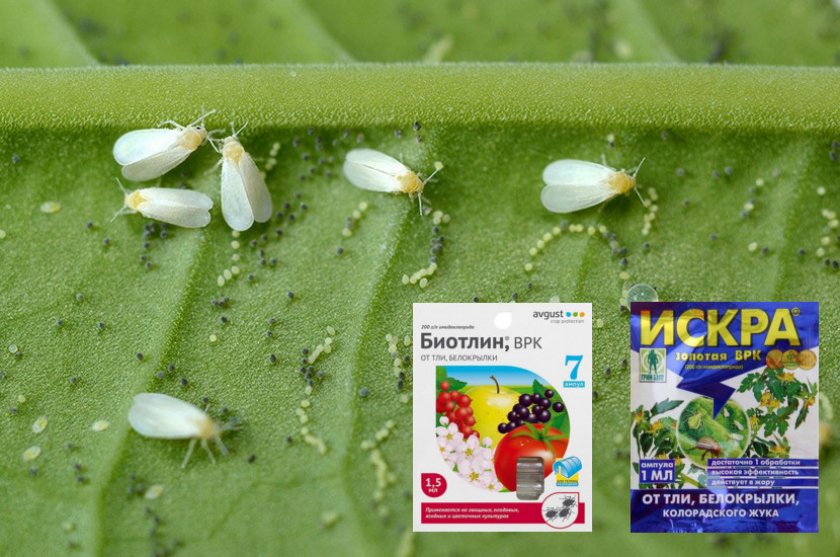Как избавиться от белокрылки на комнатных растениях: химические средства, ловушки и народные методы
