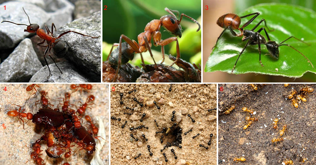 Летающие муравьи – описание и способы избавления
