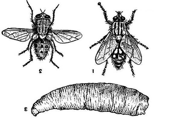 Вольфартова муха: образ жизни паразита, пути заражения и методы лечения вольфартиоза