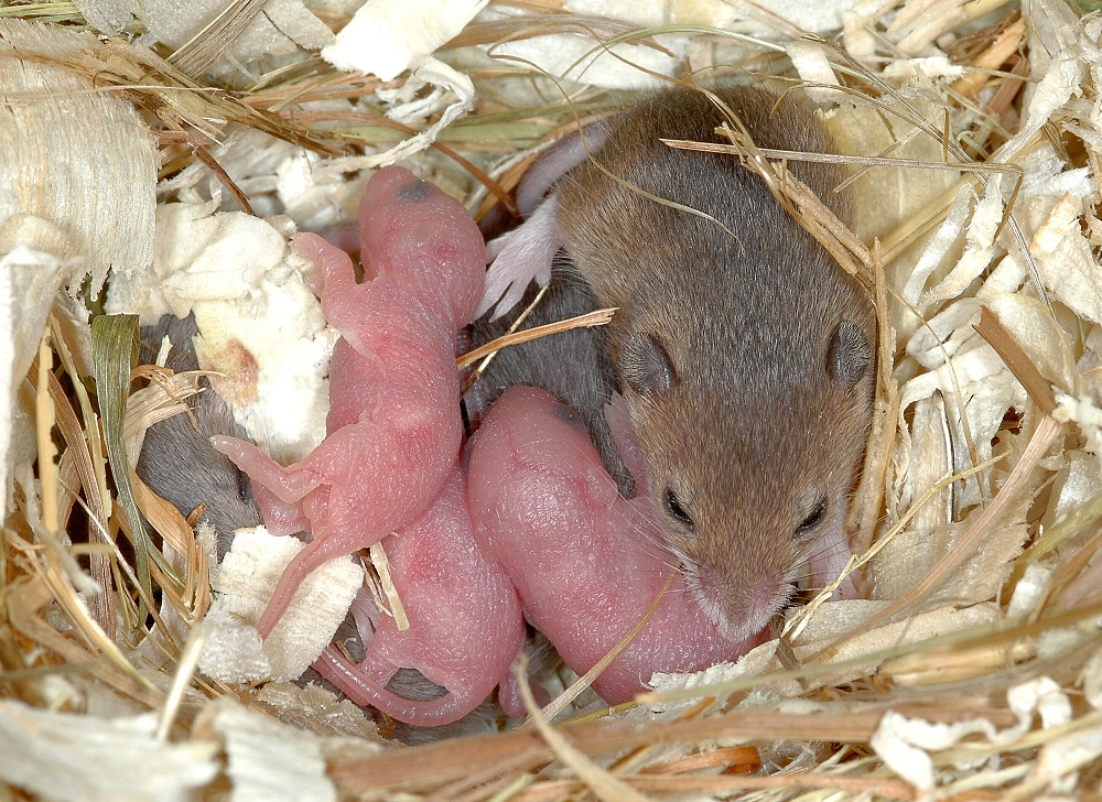 Размножение мышей в домашних условиях | zoodom