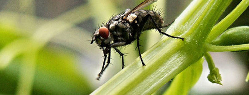 Откуда в доме осенью берутся мухи и как от них спастись
