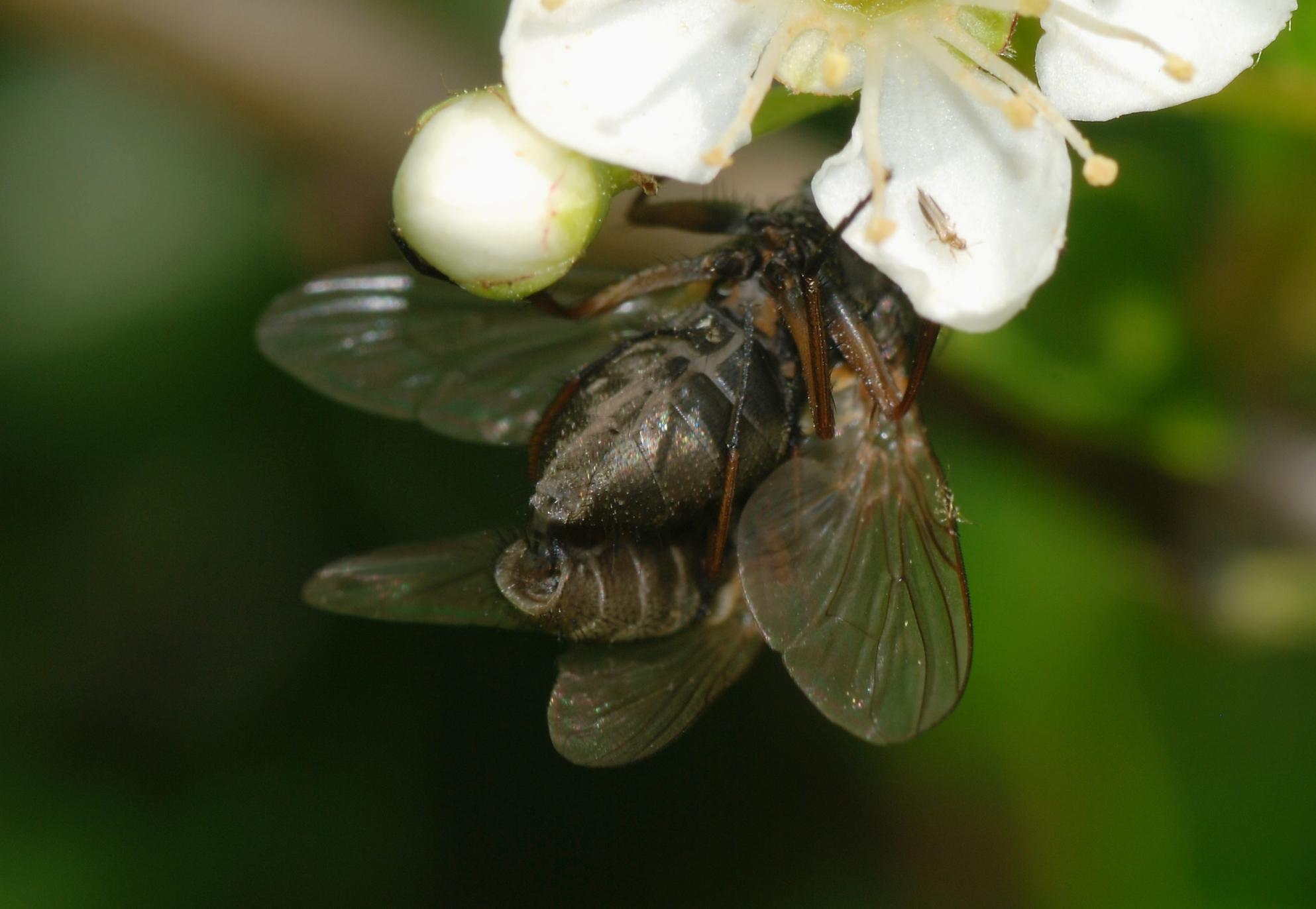 Комнатная муха (musca domestica) фото, внешний вид ареал окраска размеры продолжительность жизни питание мухи враги звуки среда обитания образ жизни размножение развитие значение пользва вред, комнатн