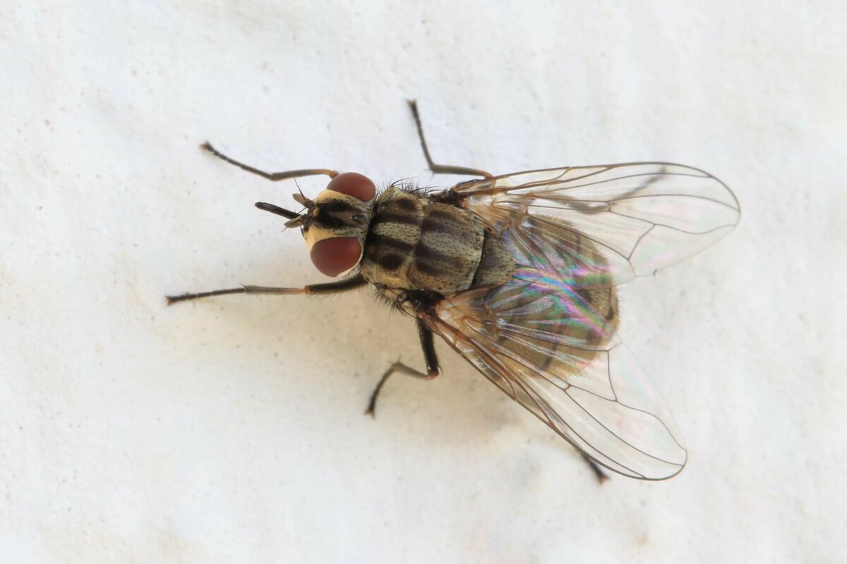 Вольфартова муха: фото и описание