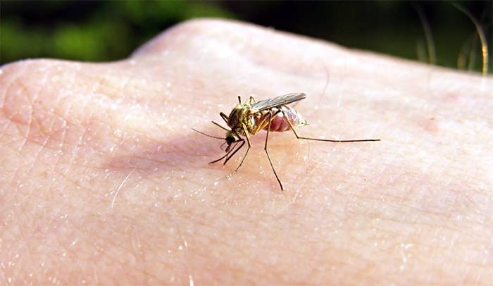 Малярийные комары: как выглядит, как избавится, что будет если укусит