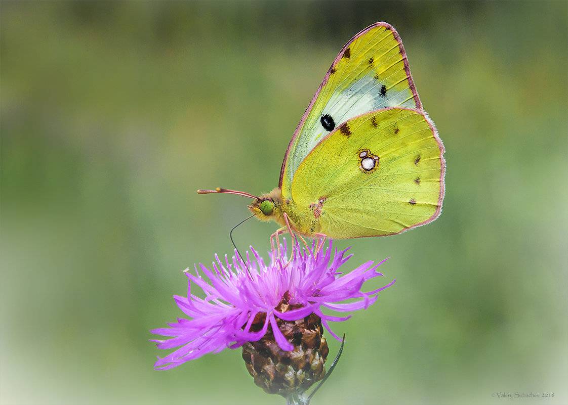 Бабочка луговая желтушка описание для детей. бабочка желтушка — описание, среда обитания, виды