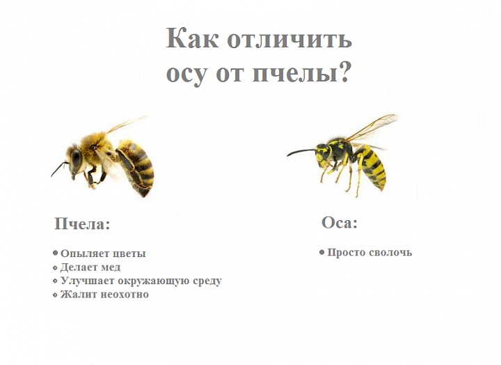 Отличия осы от пчел и шмеля