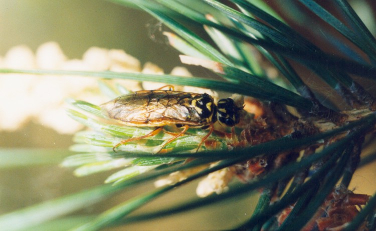 Сосновый пилильщик– фото, виды и интересные факты
