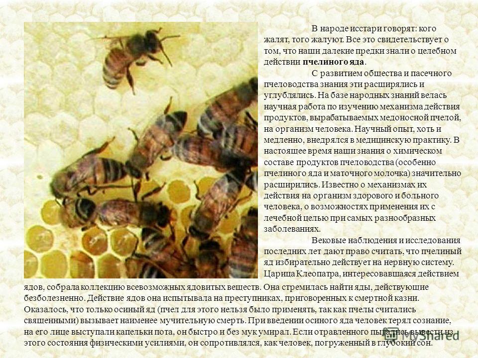 Описание пчелиного яда: польза и вред, состав и свойства, лечение