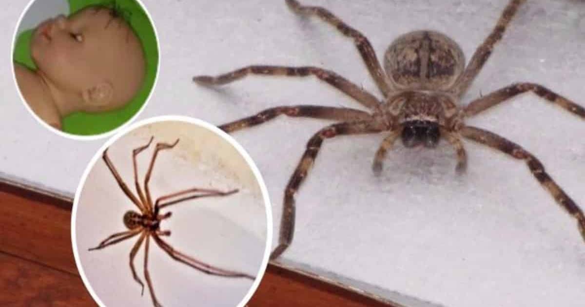 Как бороться и вывести пауков из квартиры и частного дома