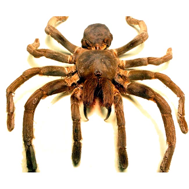 Самые большие пауки в мире: рейтинг опасных и ядовитых арахнидов