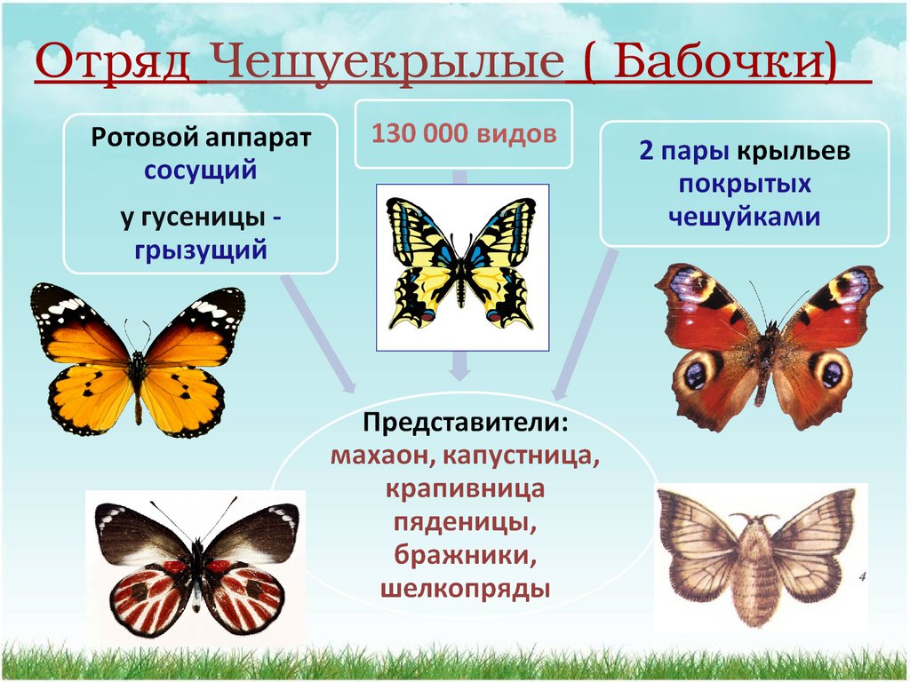 Чем питаются бабочки в природе и в домашних условиях