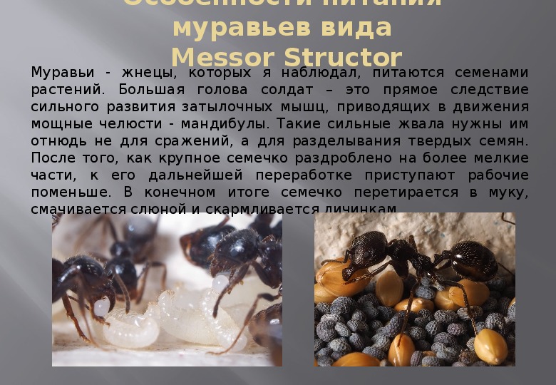 Что едят муравьи: чем питаются в природе и в домашних условиях?
