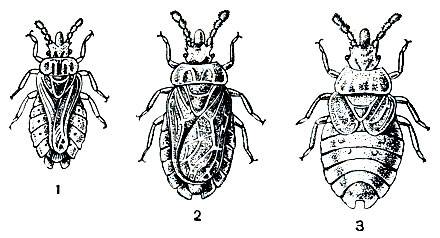 Водомерка насекомое. описание, особенности, виды, образ жизни и среда обитания водомерки