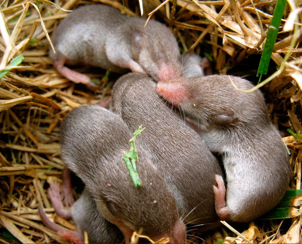Как быстро размножаются мыши – новорожденные мышата