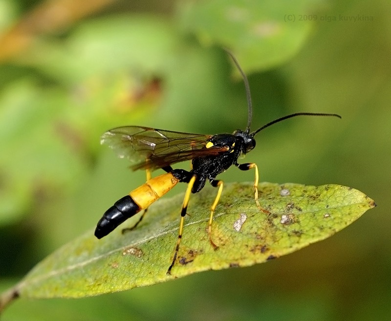 Наездник фото. Отряд Перепончатокрылые (Hymenoptera) Оса. Отряд Перепончатокрылые наездники. Наездники Перепончатокрылые насекомые. Hymenoptera Перепончатокрылые.