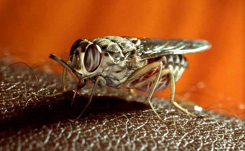 Как убить личинок мух: методы, средства, профилактика
