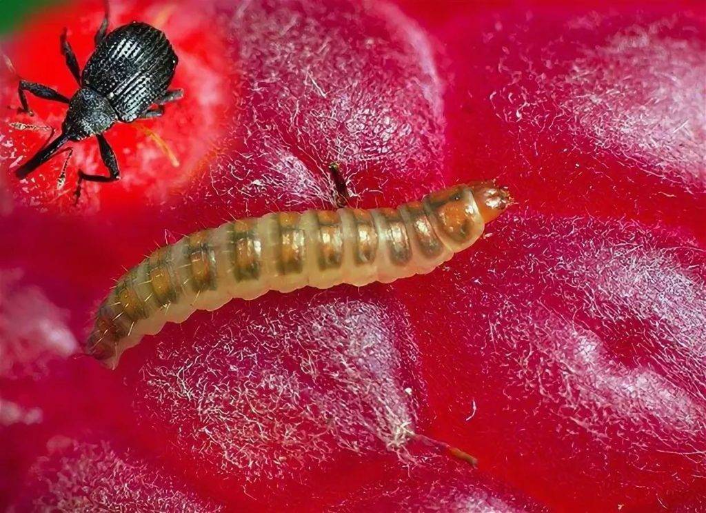 Боремся с личинками майского жука — ботаничка.ru