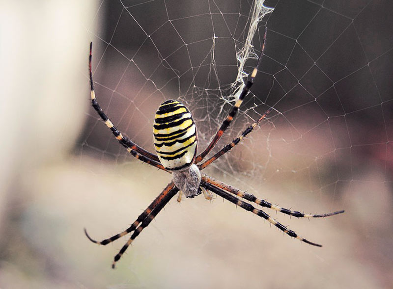 Ядовитые пауки россии — описание, фото, последствия укуса