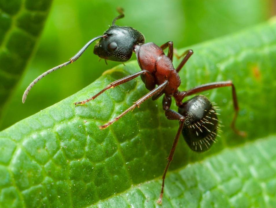 Виды муравьев – фото, названия и описания всех видов