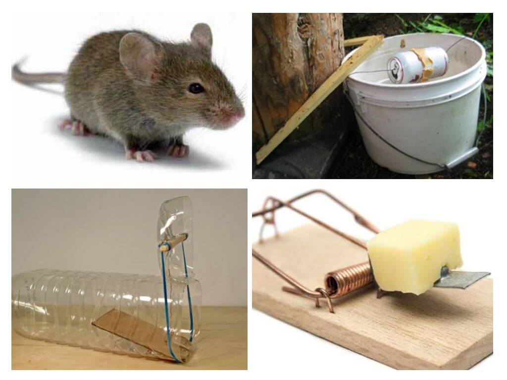Как поймать крысу в домашних условиях?