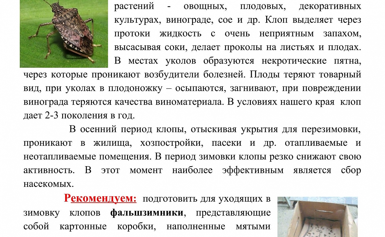 Новый карантинный вредитель: мраморный клоп. как его распознать и бороться? | agrobook.ru