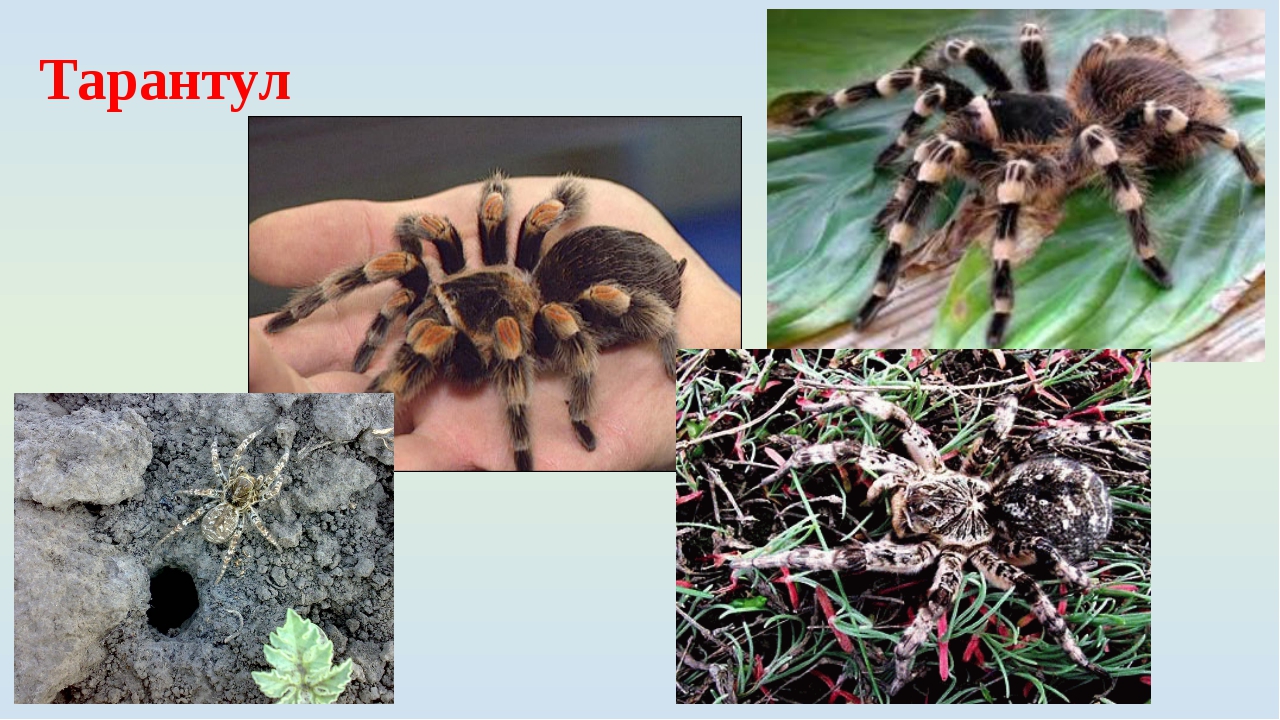 Как выглядит укус домашнего и ядовитого паука: симптомы и последствия