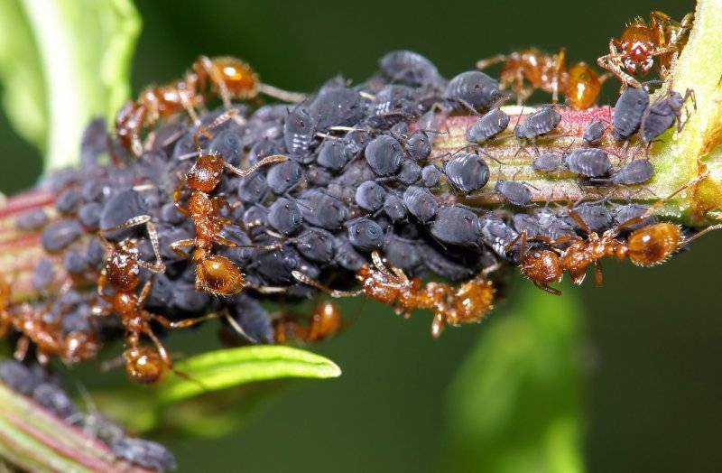 ✅ тля и муравьи на смородине: как избавиться и чем обработать, как спасти растение, народные и профессиональные средства - tehnoyug.com