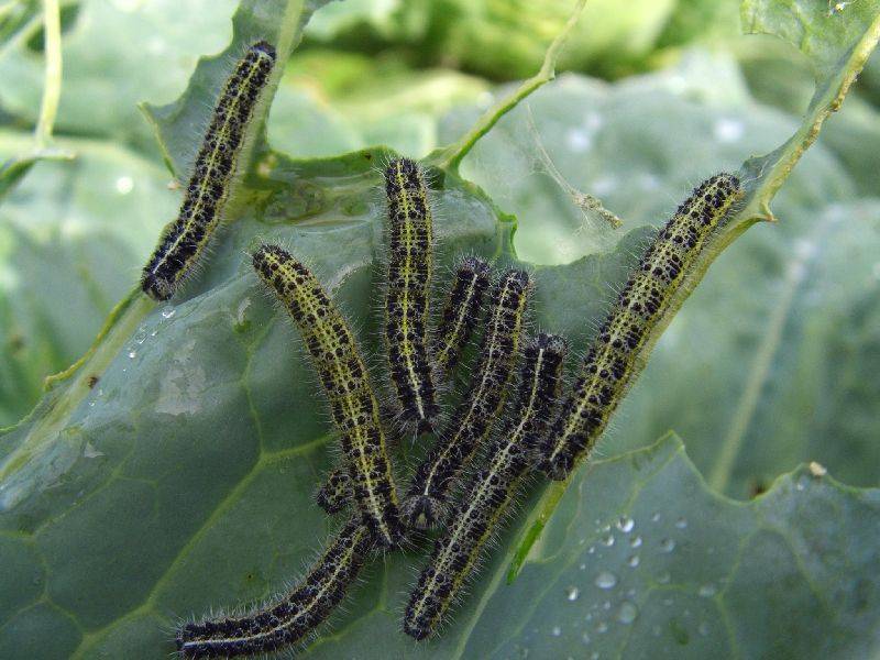 Бабочки совки: фото огородных вредителей, как бороться с совкой препаратами и другие меры борьбы