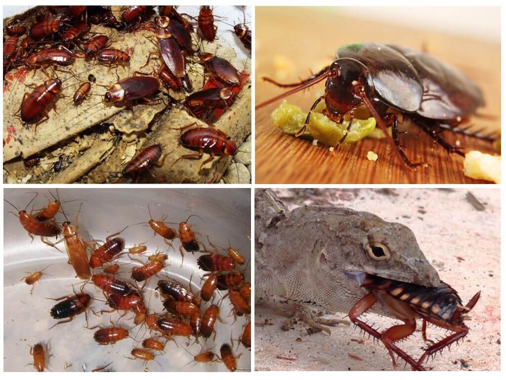 ᐉ тараканы: чем питаются, особенности ротового аппарата, что едят в квартире и сколько живут без еды - orensad198.ru