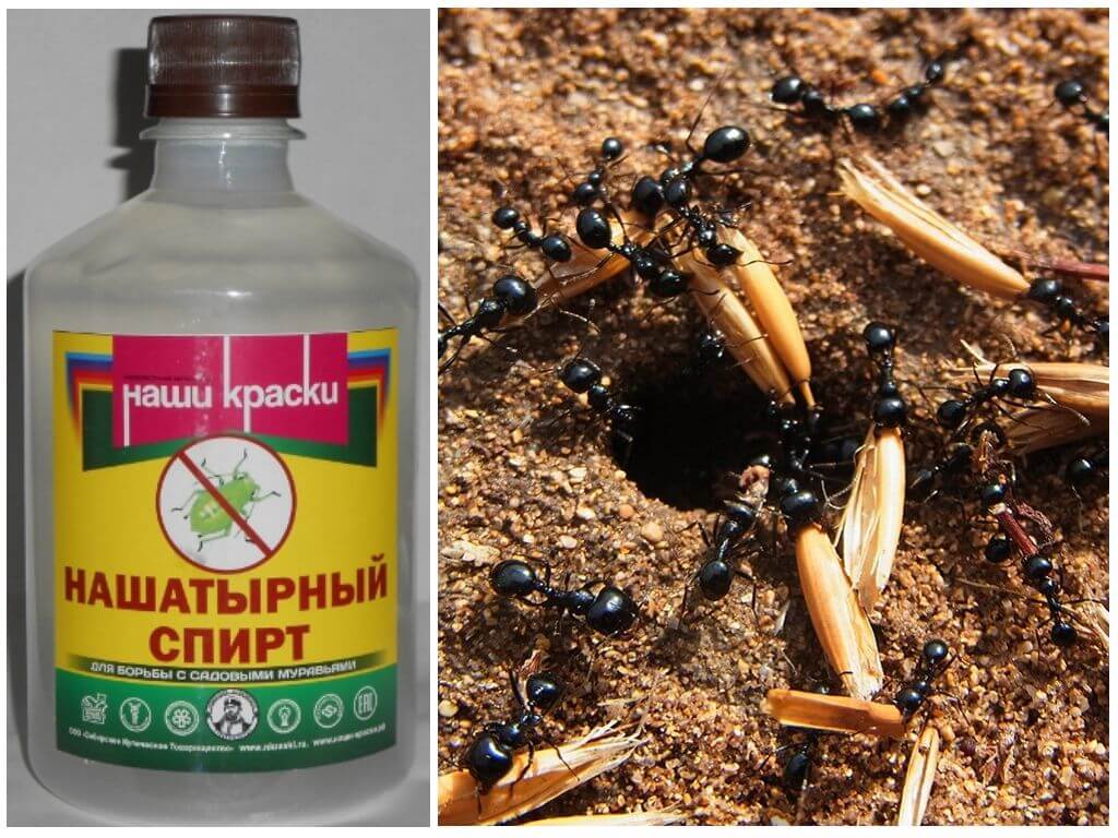 Нашатырный спирт от муравьев на огороде и против тли: применение от вредителей в теплице и на грядках, как бороться с помощью аммиака