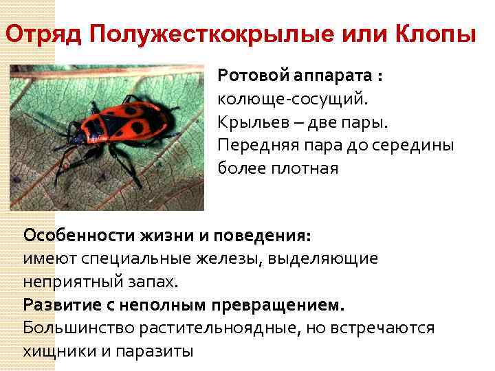 Лесной клоп – нежданный гость в вашей квартире