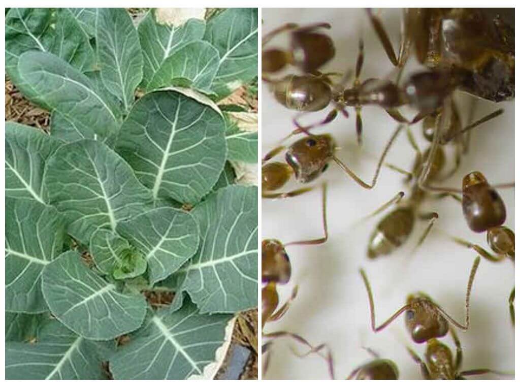 10 способов избавиться от муравьев на капусте