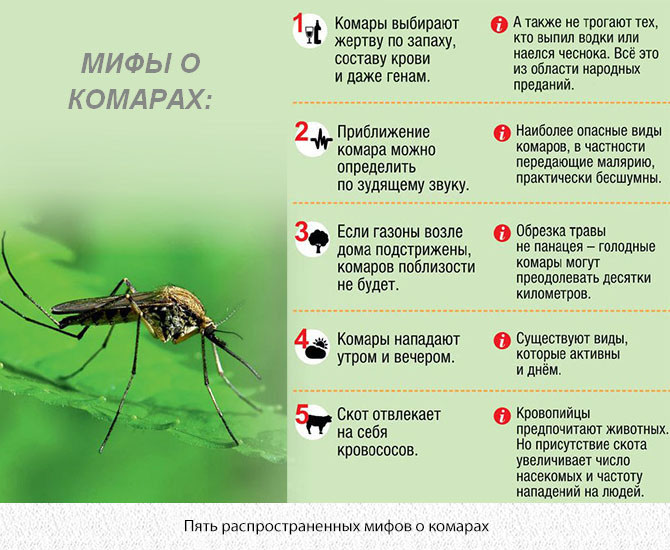 Комары к чему снятся в большом количестве. Сколько живут комары. Факты о насекомых. Продолжительность жизни комара.